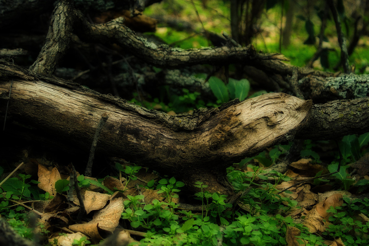 Photoshop Action - Orton Effect preview 5