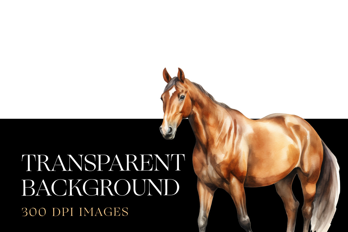 Horse Breeds Clipart, Appaloosa PNG, an Animal Illustration by BrushstrokeArtGB (Photo 7 of 9)