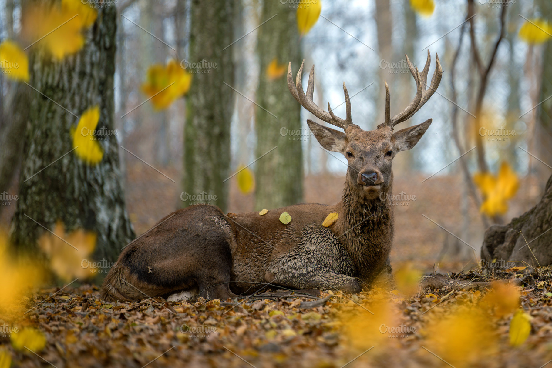 Lifelong forest resident enjoys a quiet moment among autumn leaves in a tranqui, an Animal Photo by Byrdyak