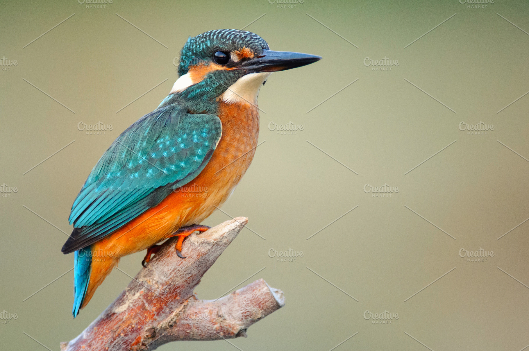 Common kingfisher alcedo atthis containing common, kingfisher, and alcedo, an Animal Photo by MriyaWildlife