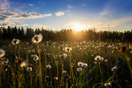 Forest sunset, a Nature Photo by Olezzo