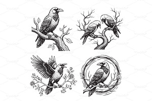 Set of crow and raven. Birds., an Animal Illustration by yod67