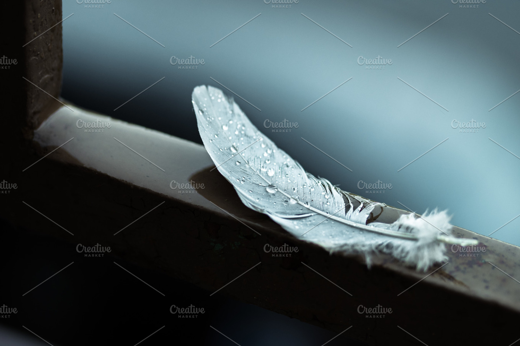 White feather in the rain, a Nature Photo by c l a r a X Y