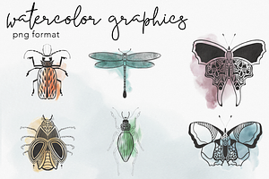 Watercolor Insect Illustrations