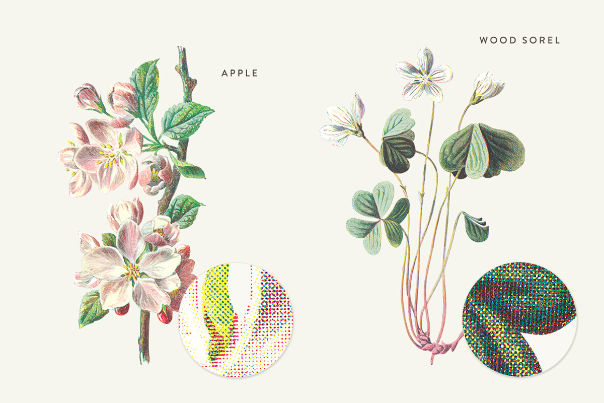 Vintage Flower Illustrations Bundle, an Illustration by Greta Ivy (Photo 39 of 62)