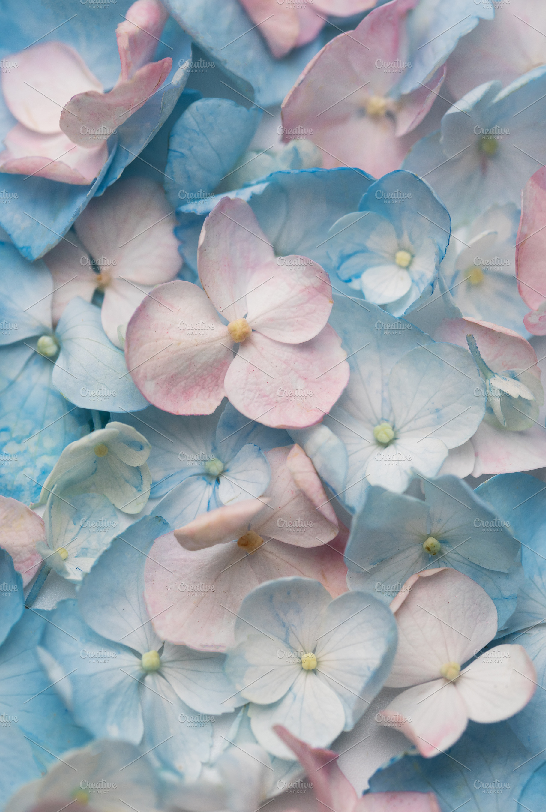 Delicate blue and pink hydrangea blossoms background pattern, a Background Photo by Olena Rudo