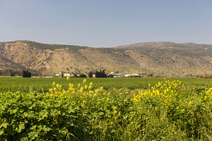View of blooming mustard,, a Nature Photo by Imaginarium