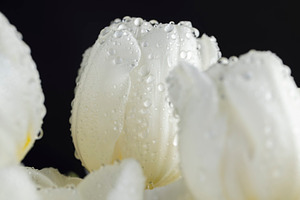 wet and beautiful white tulip , closeup on a black background, side view, a Photo by rsoollAI