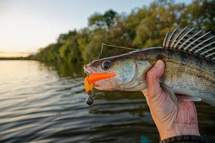 Walleye in fisherman's hand