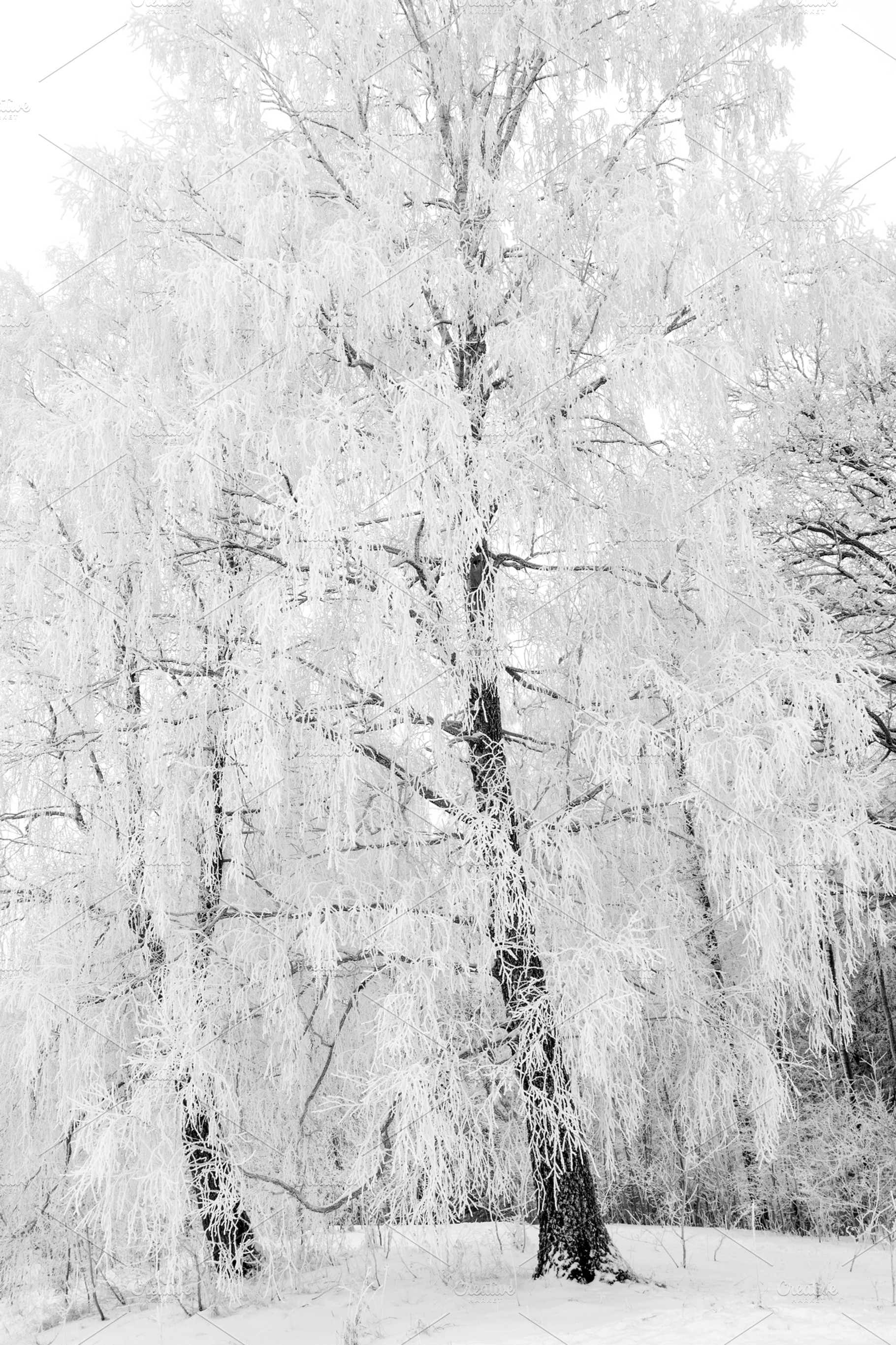 Winter forest, a Nature Photo by BOOCYS