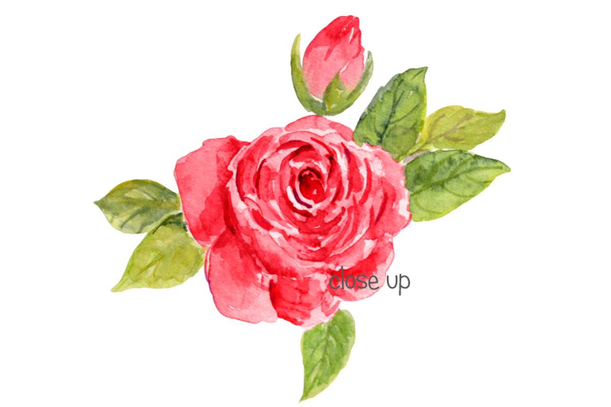 Watercolor Wedding Red Roses, an Illustration by Corner Croft