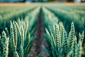 Close up view of green wheat growing, a Nature Photo by MistyDay