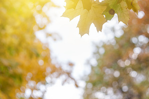 Soft autumn background with leaves featuring amazing, abstract, and art