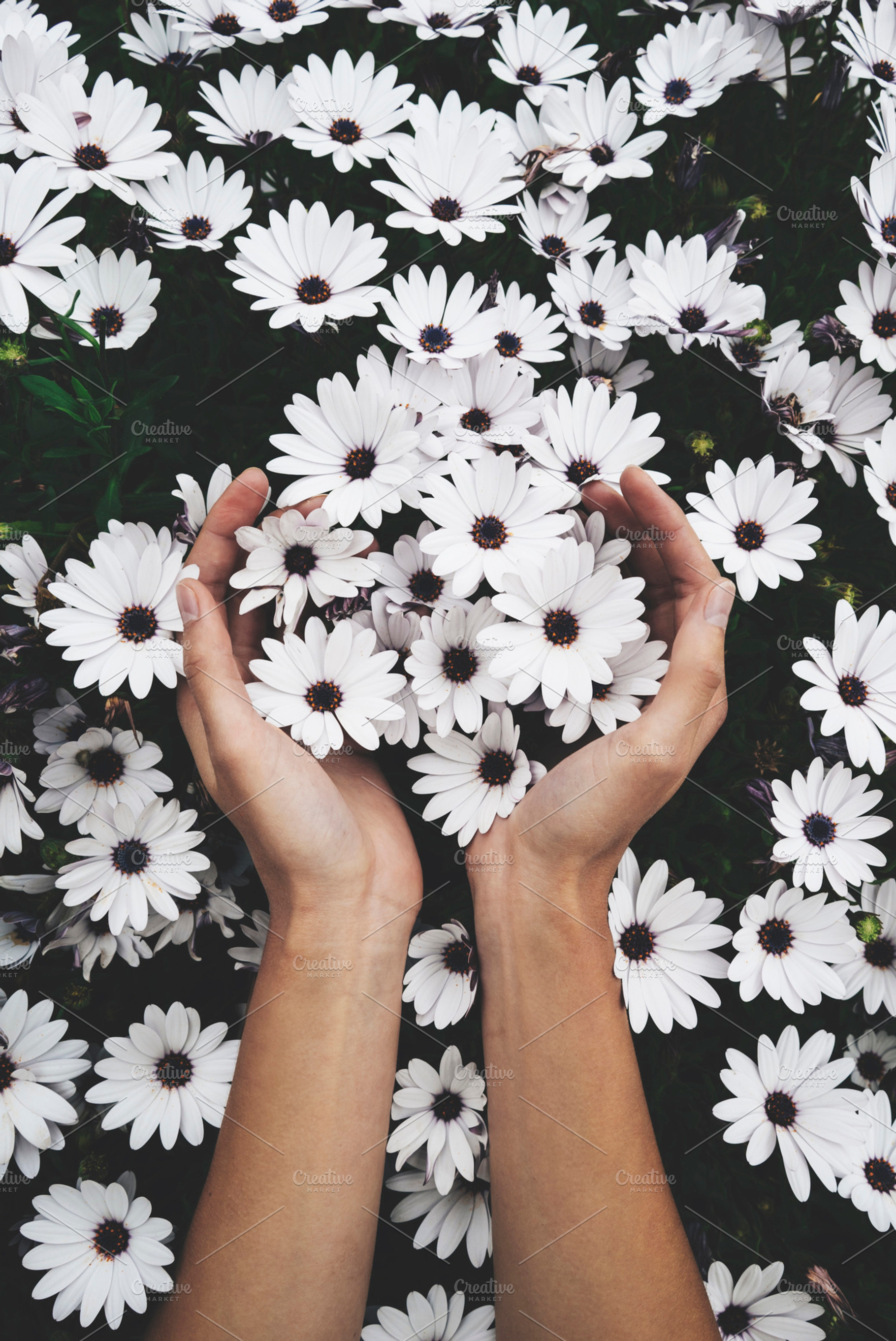 Female hands holding flowers featuring hands, green, and floral, a Nature Photo by ImYanis