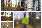 Autumn nature photography set, a Nature Photo by pictures for you (Thumbnail 7 of 22)