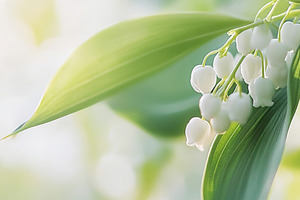 Lily of the valley flowers and green, a Photo by Dvoevnore photos