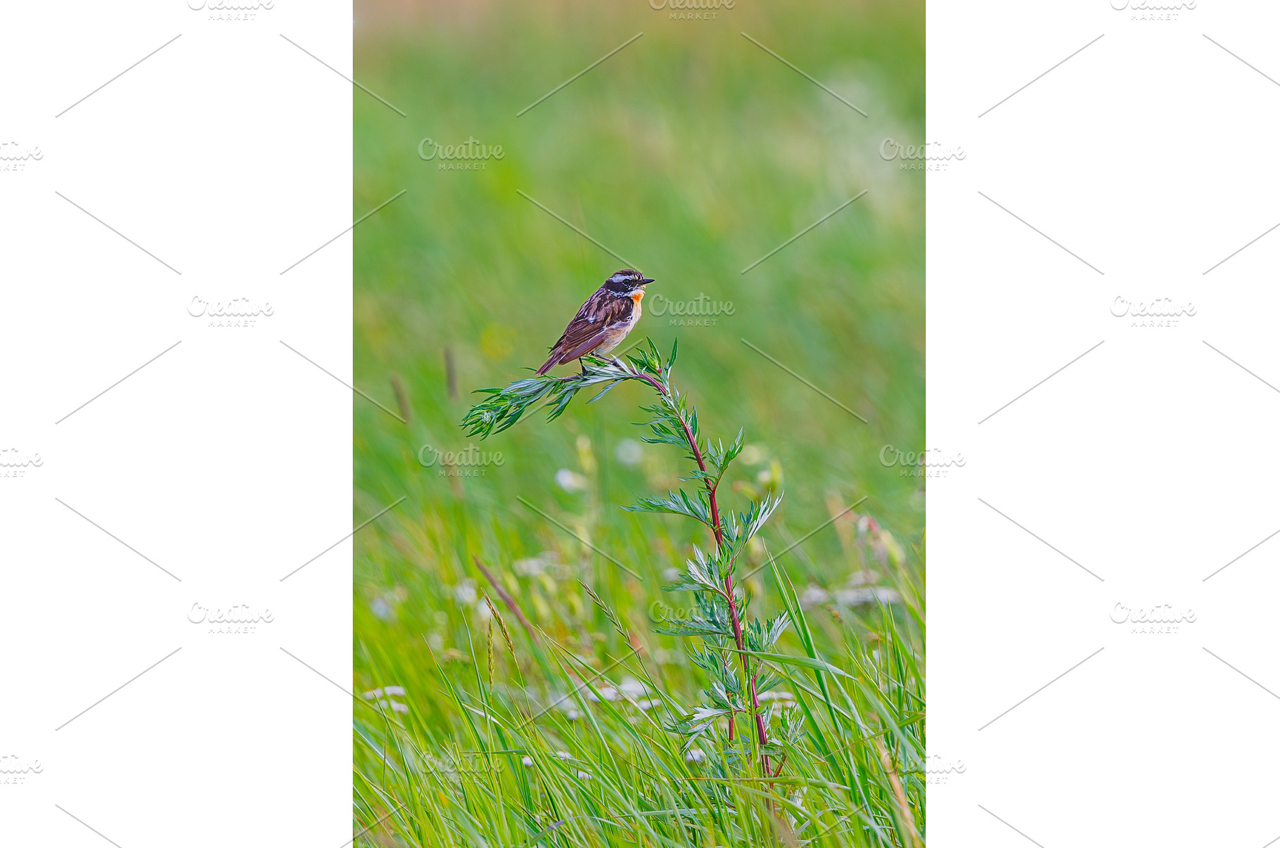 Whinchat - Saxicola rubetra posing, an Animal Photo by Lukas Jonaitis SHOP