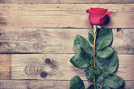 Red roses on wood containing roses, red, and floral preview 6