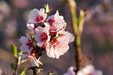 Close up of almond trees in bloom in springtime on a sunny day, a Nature Photo by Madeleine Steinbach