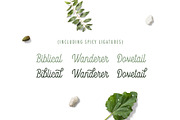 Kanto Script | A Monoline Typeface, a Script Font by Nicolas Fredrickson (Thumbnail 2 of 10)