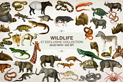 SALE! Fantasy Art Collage Creator, an Object Graphic by SNIPESCIENTIST (Thumbnail 27 of 27)