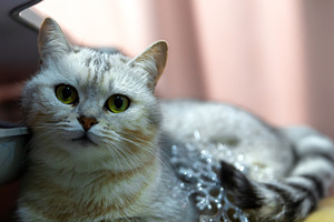 Close-up of a silver tabby cat with green eyes lying indoors nea, an Animal Photo by Ales Munt