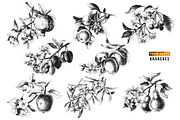 Fruit branches, a Food Illustration by handsketched (Thumbnail 3 of 13)