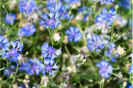Blue cornflower flowers, a Nature Photo by Neirfy