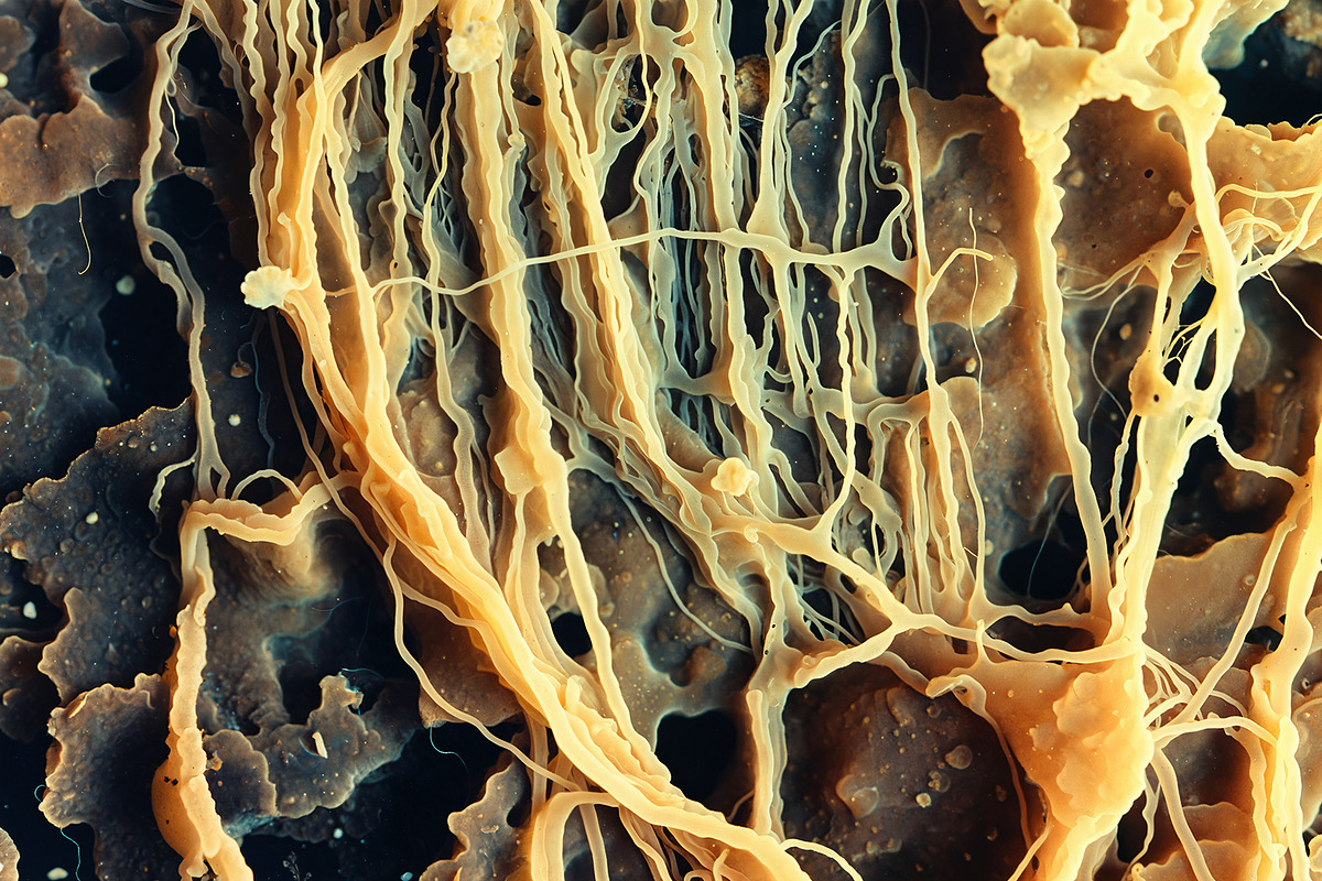 72 Microscopic Fungi Backgrounds, a Background Graphic by h.utomo (Photo 9 of 72)