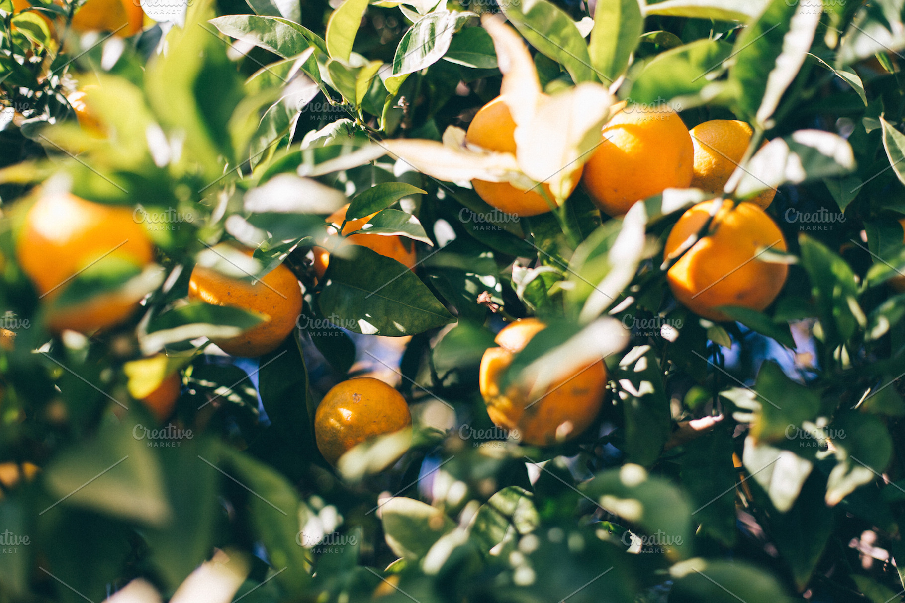 Greek tangerine tree #2, a Nature Photo by Walking Blonde