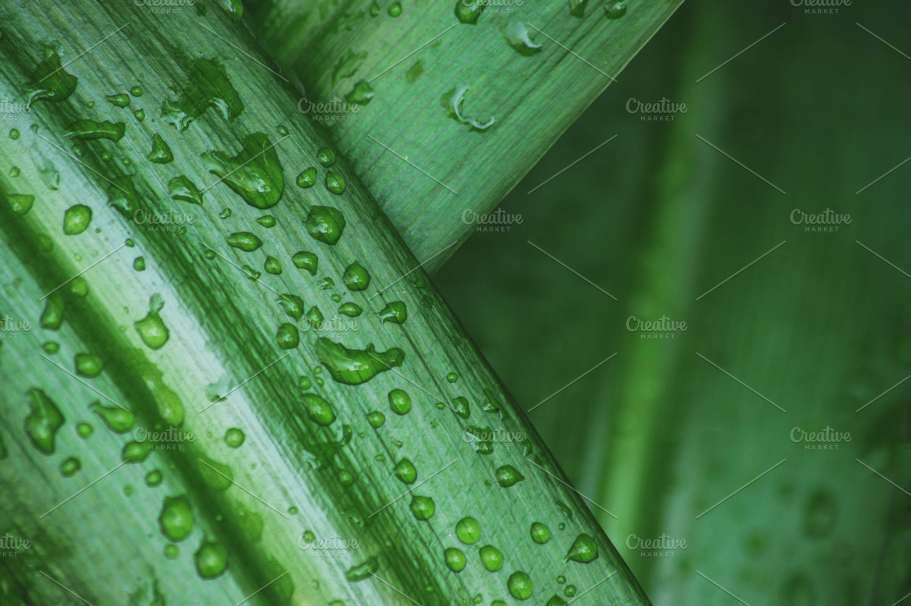 Moody Raindrops on Tropical Leaf, a Nature Photo by René Jordaan Photography