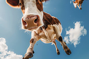 116 Flying animals, an Animal Photo by Handmadefont (Thumbnail 48 of 119)