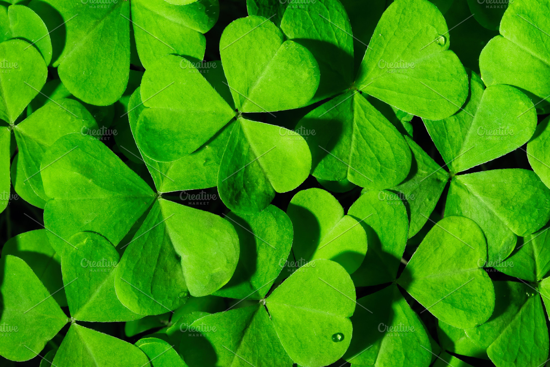 Green clover leaves illuminated by bright sunlight. Fresh shamrock foliage back, a Nature Photo by Eugene_Photo