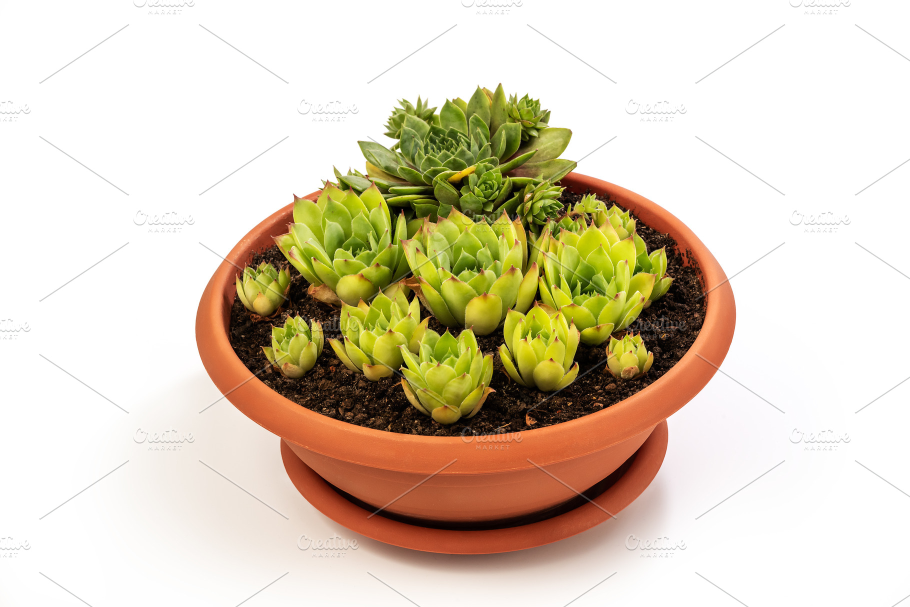 Common Houseleek in a flower pot, a Photo by wr7 Media