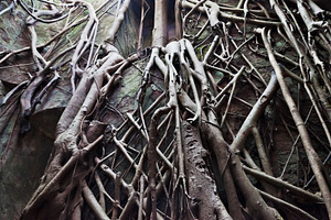 Old tree roots, a Photo by saiko3p
