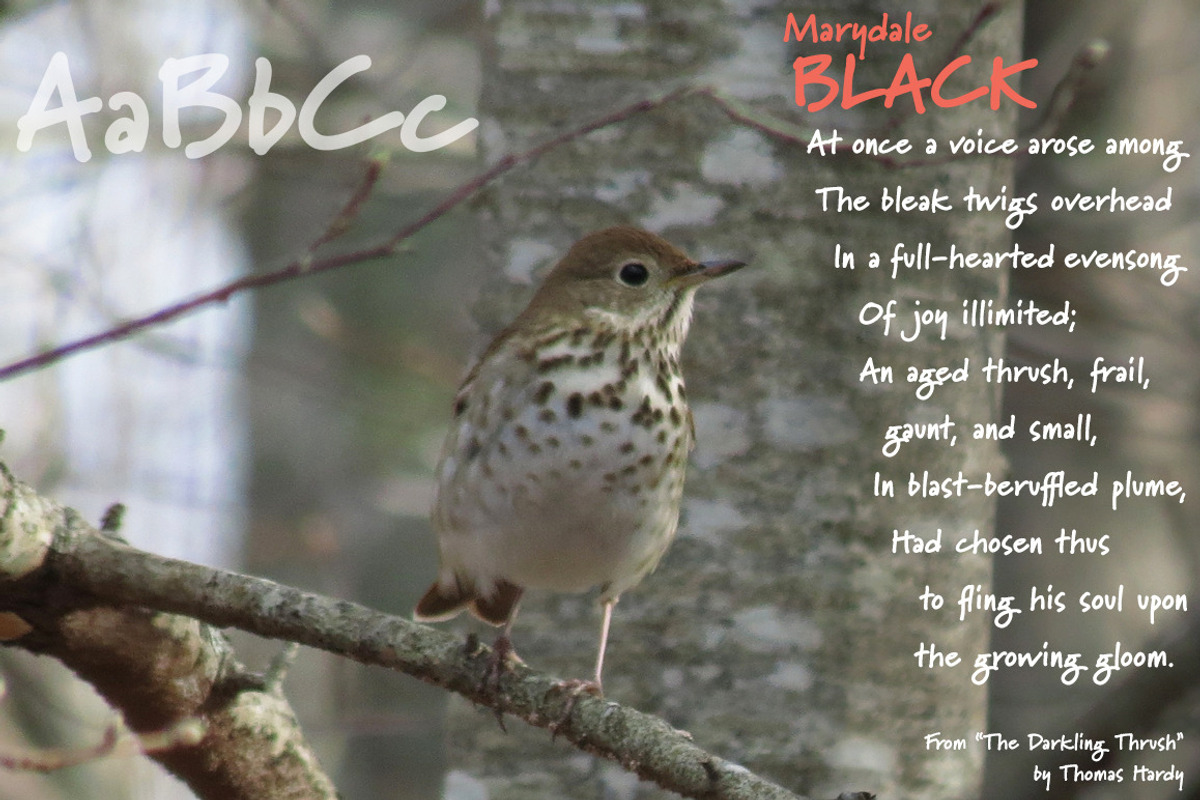 Marydale Black, a friendly font family preview 2