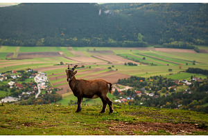 Wild alpine ibex standing on a
