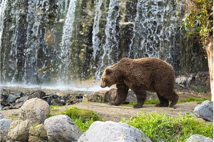 Brown Bear Strolling by a Cascading, an Animal Photo by Barcelona_dreams