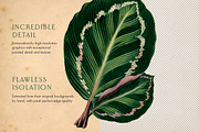 25 Vintage Leaves, an Object Graphic by The Object Atlas (Thumbnail 5 of 5)