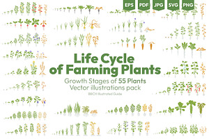 Life Cycle of Farming Plants, an Illustration by Ilia Design