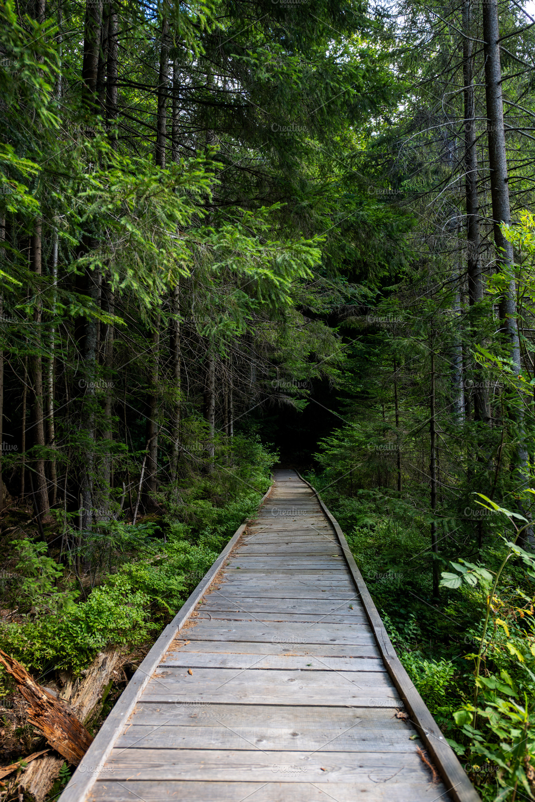 Wooden boardwalk pathway, a Nature Photo by Byrdyak