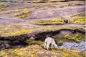 Alpaca at Vinicunca rainbow mountain, an Animal Photo by Leonid Andronov