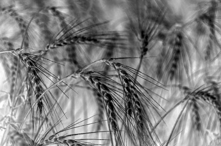 Spikelets of wheat close-up, an Abstract Photo by Schreibikus