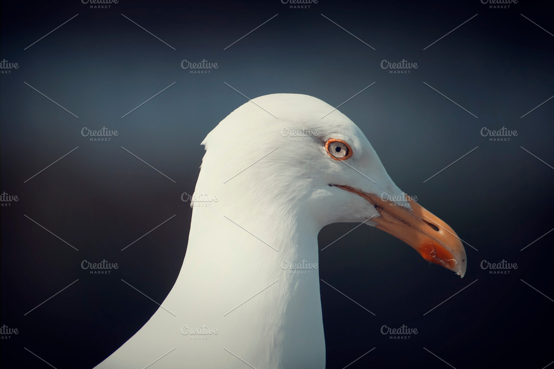 Seagull Portrait