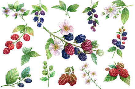 Watercolor Blackberry Clipart, a Food Illustration by Stellalunarts