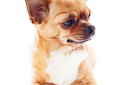 Red chihuahua dog, a Background Photo by PhIllStudio (Thumbnail 2 of 2)