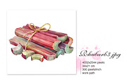 RHUBARB. Set of 4 watercolors., a Graphic by Marina.Markizova (Thumbnail 3 of 5)