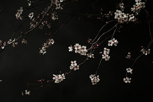 Cherry blossoms bloom on branches in, a Photo by Iftikhar Alam