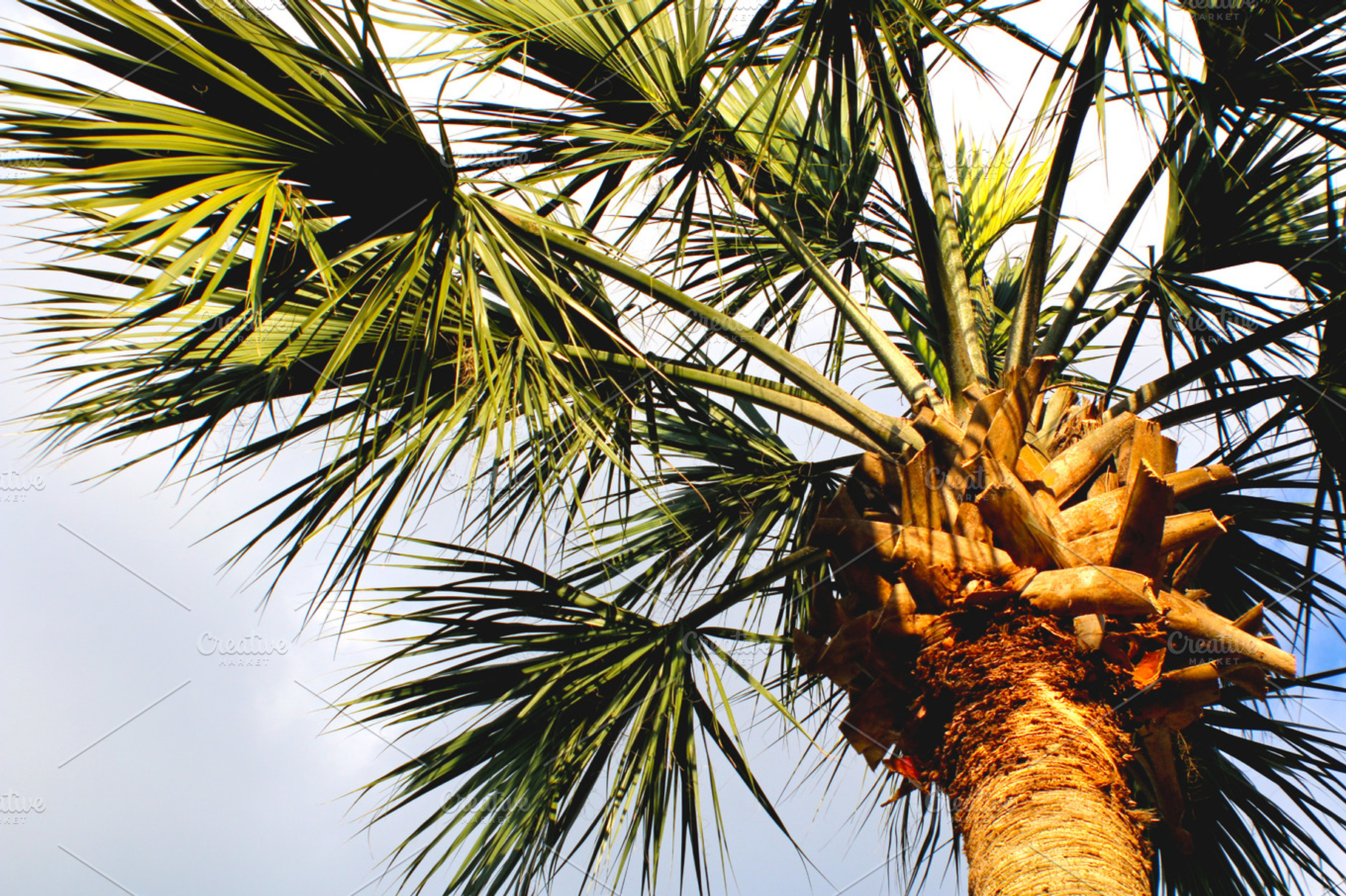 Sabal Palm Top, a Nature Photo by moulder.art