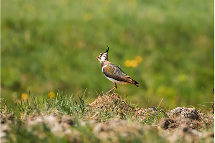 Northern Lapwing Or Peewit In Summer, an Animal Photo by Our Amazing World